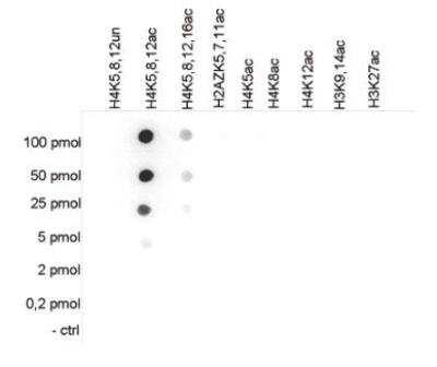 Dot Blot: Histone H4 [ac Lys5, ac Lys8, ac Lys12] Antibody [NBP2-59252] - To test the cross reactivity of Histone H4 [ac Lys5, ac Lys8, ac Lys12] Antibody, a Dot Blot analysis was performed with peptides containing other histone modifications and the unmodified H4. One hundred to 0.2 pmol of the respective peptides were spotted on a membrane. The antibody was used at a dilution of 1:20,000. Figure shows a high specificity of the antibody for the modification of interest.